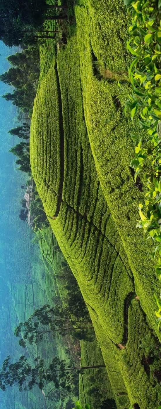 Land Rover Range Rover 2019 - Used Land sale in Sri Lanka - patpat.lk